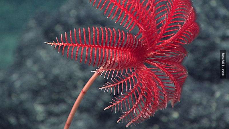 深達7000公尺的海底世界「真面目大曝光」，各種不知名的生物長相讓大腦都受到衝擊了！