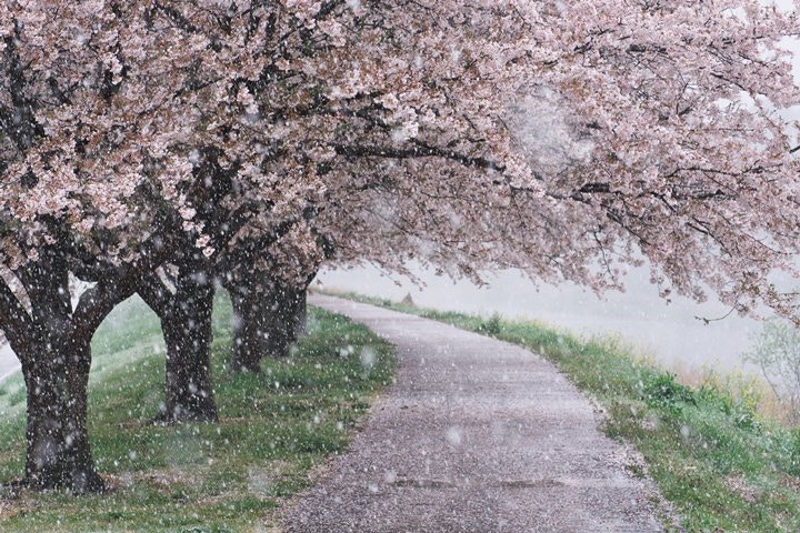 日本關東4月超反常落雪！　推特狂晒罕見「雪櫻奇景」如置身夢境