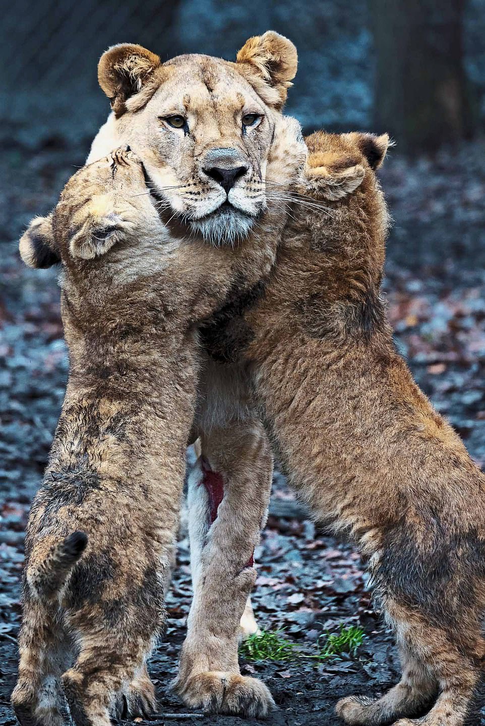 爸爸們都懂！　非洲獅王「老婆不在家」　照顧5隻奶獅手忙腳亂：接下來該怎麼辦？