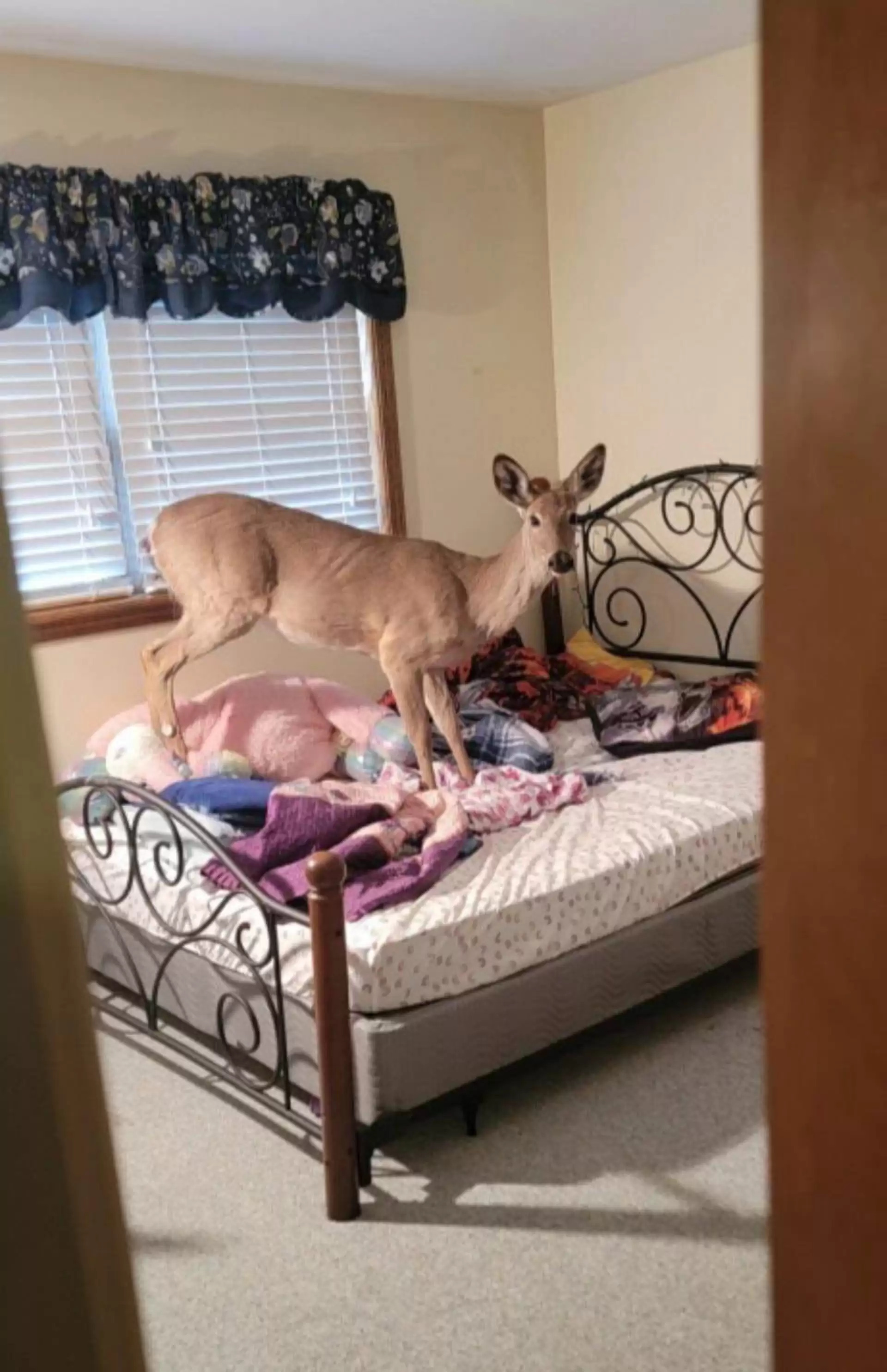 煮晚餐聽到「房間傳來巨響」！　她進房間傻眼：床上多了一頭小鹿