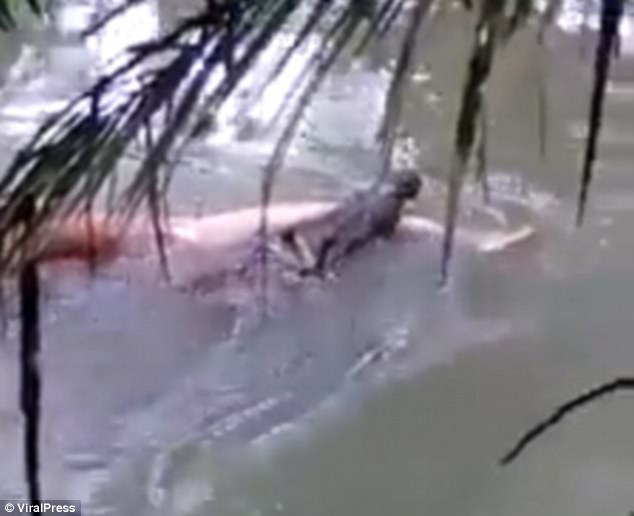 這個男子在河邊被鱷魚叼走家屬哭斷腸向巫師求救，結果施法後「鱷魚真的帶著屍體歸還」！