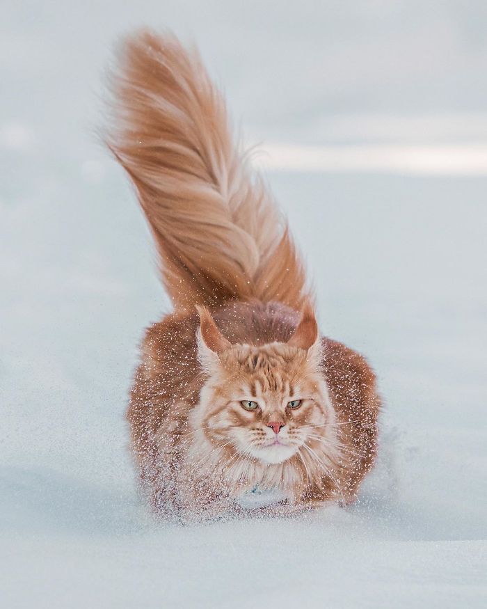 雪地神獸無誤！主人讓「挪威森林貓」外出玩雪　牠化身小獅子拍出滿滿美照
