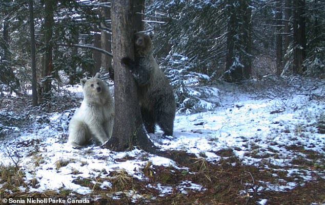 真的是灰熊？罕見「雪白皮毛灰熊」現身　學者：40年來從未見過！