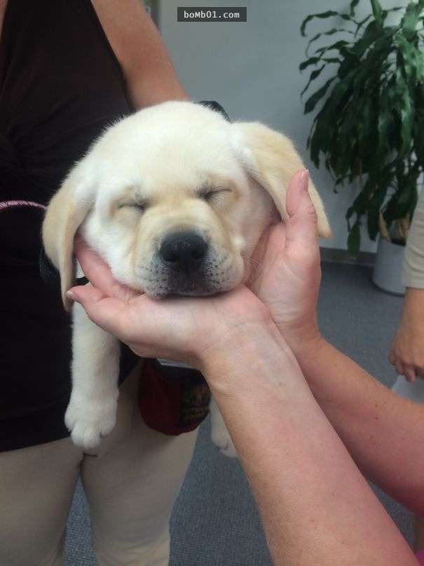 10張「穿上工作服第一次上班」的狗狗照片，下班後累死抱著小熊的模樣都把大家萌哭了！