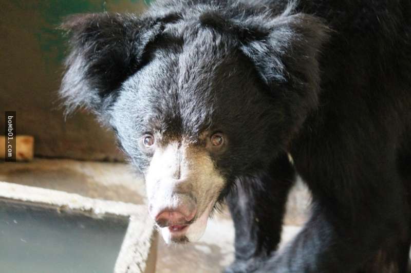 4年前他們發現這隻「鼻上穿了繩索」的瞎眼跳舞熊，經過救援後…牠現在變成了大家都不認識的樣子了！