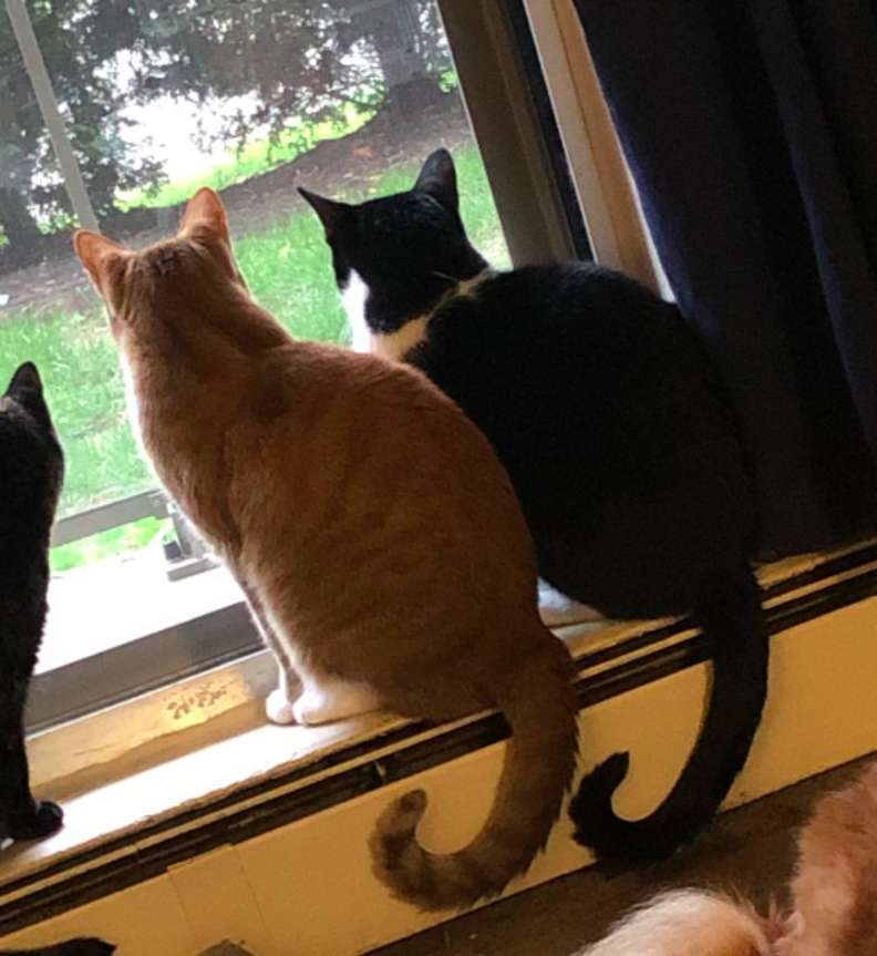 嘸驚啦～　平常鬧翻天的貓貓們　雷雨天竟「搭肩看窗」：有我陪你❤