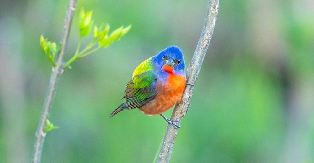 最夢幻鳥類！　北美「麗色彩鵐」身披七彩裳太迷人：真的不是畫出來的？