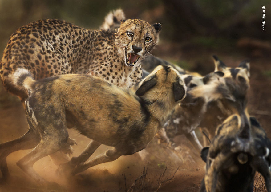 「年度野生動物攝影師大賽」得獎作品揭曉　自然界最精彩畫面都被拍下了