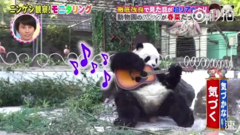 搞笑藝人在動物園「假扮熊貓」　結果遊客完全沒發現的反應超爆笑