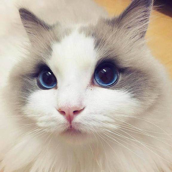 雙眼是裝藍寶石嗎？　網紅「布偶貓」顏值收服粉絲：雖然是男孩紙也太美了❤️