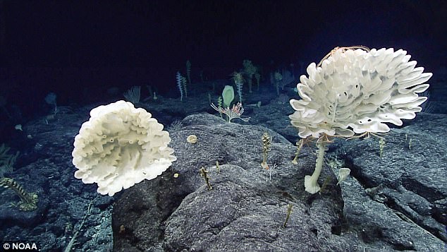 科學家在海底2300公尺發現一座「怪異森林」，裡頭的神秘生物讓他們驚呼「外星來的」！