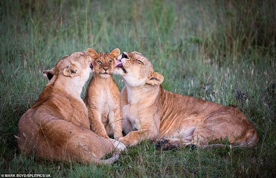 獅子家的溫馨日常♡　2母獅溫柔「親親小獅臉頰」　牠享受「洗臉服務」爽到眼神ㄎㄧㄤ