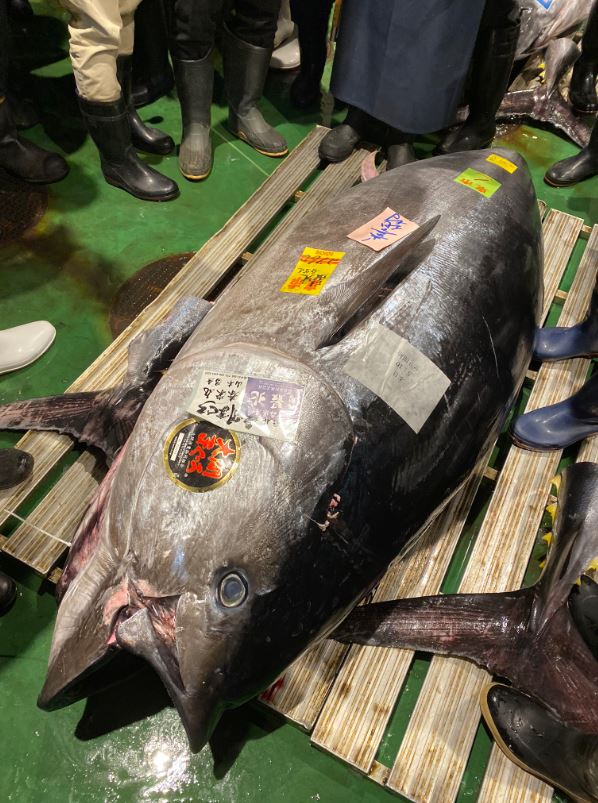 2020首次拍賣！東京魚市「276kg巨大黑鮪魚」驚動全場　壽司餐廳高喊1.9億拍下