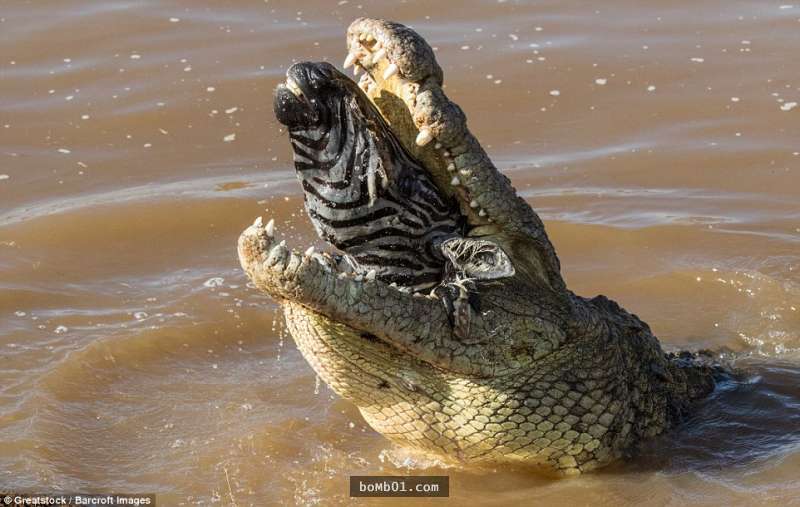 這隻斑馬不幸遇到鱷魚「下場比被咬死還要淒慘」，目擊者拍下的照片讓大家都不忍直視啊…