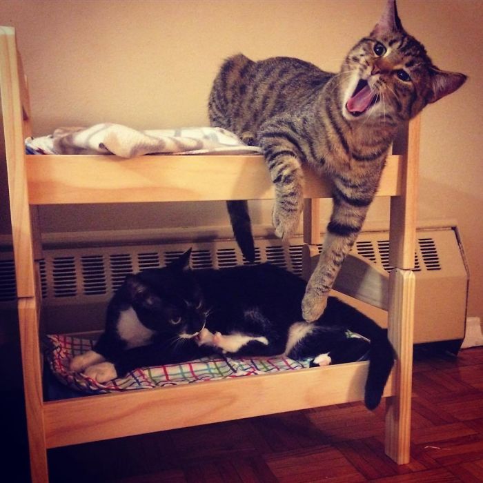 貓界逸品！IKEA「幼兒玩具小床」成喵皇最愛　貓奴紛紛入手：還能變上下鋪～
