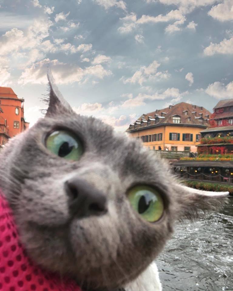 臉佔了畫面40％表情各種尷尬～　11張「貓咪被拍壞掉」的旅遊自拍照