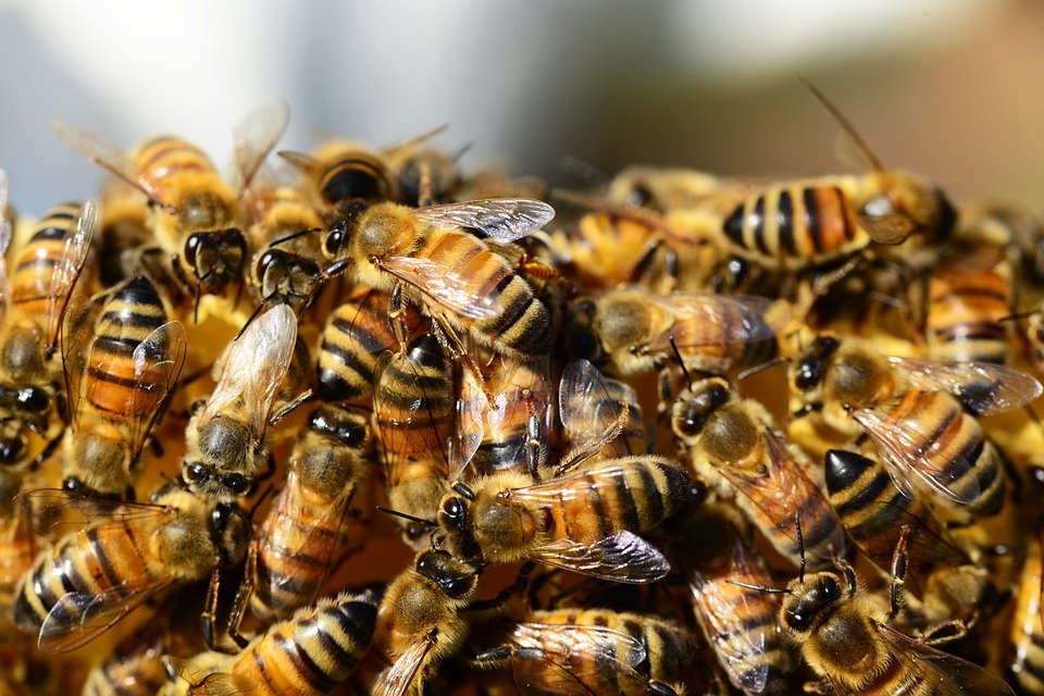 世界上不能沒有蜜蜂　研究發現：牠們消失的話人類也會跟著掰了　