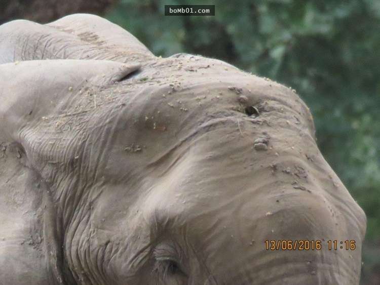他們發現這隻大象頭上有個孔後決定為牠進行救治，但治療過程中裡頭竟然流出奇怪的東西…
