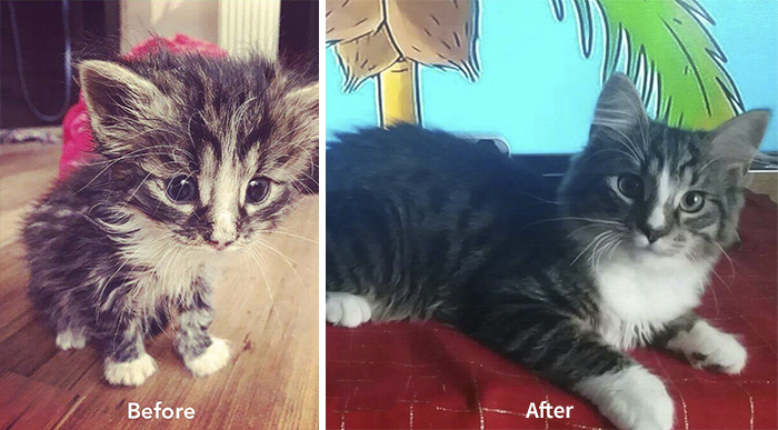 女大生做中途救下350隻貓貓　牠們「領養後變化」帶來滿滿成就感！