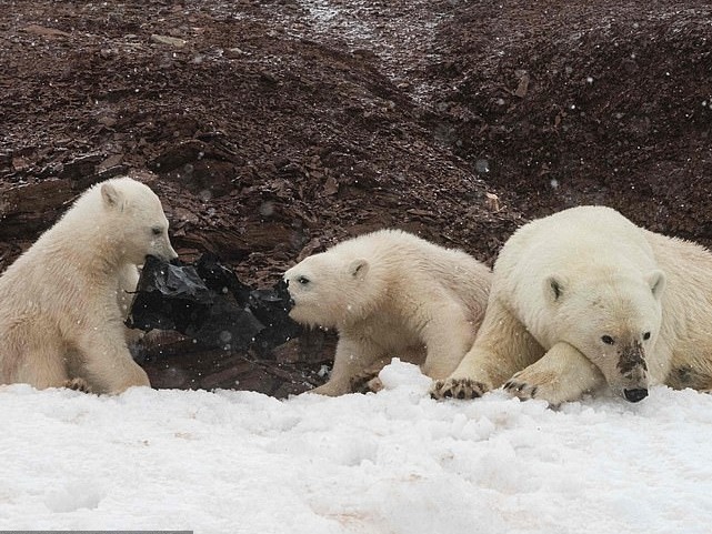 不知是垃圾！2隻北極熊寶寶見「黑色塑膠袋」竟搶食　攝影師心碎：亂丟前請三思！