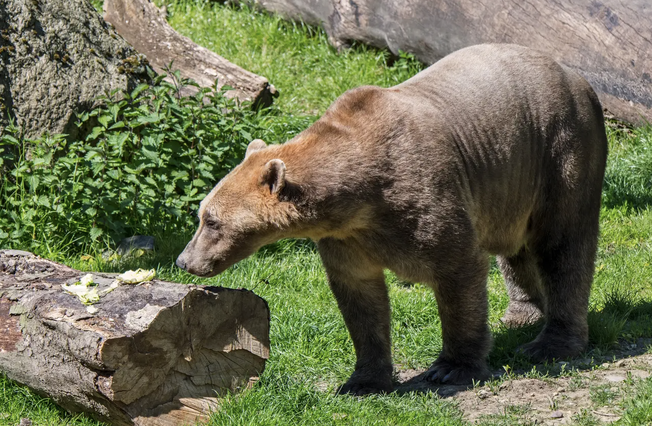 熊生艱難！北極熊快滅絕「找不到伴」　交配灰熊生出新物種：灰北極熊