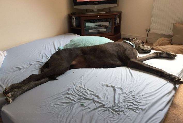世界最高大的狗「咬爛23張沙發」　228公分的體型讓主人也很無奈