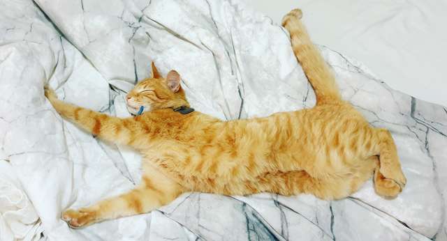 鄰家橘貓不請自來！　「當自己家」主動躺床…被選中男：我們才是牠的寵物啦