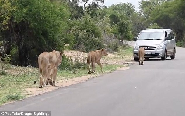 這場面太震撼！小鹿為了躲獅子「意外跑向獅群中」，獅群「秒分屍」殘暴景象全被錄下了