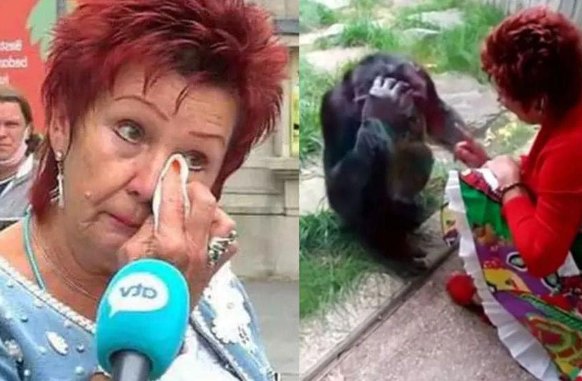 黑猩猩戀人！38歲大媽泣訴相愛4年「隔窗親吻」　動物園下禁令：不准來