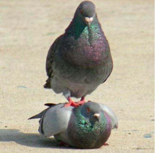 日本網友在人行道發現一隻「呆坐小胖鴿」覺得略有違和感，看清牠的「大叔坐姿」後立馬笑噴！