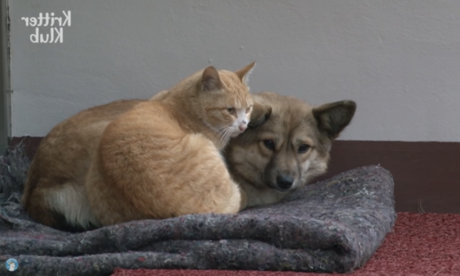 我們都沒家！遭棄小黃狗遇上「流浪橘貓」　牠暖心獻抱抱：你還有我啊