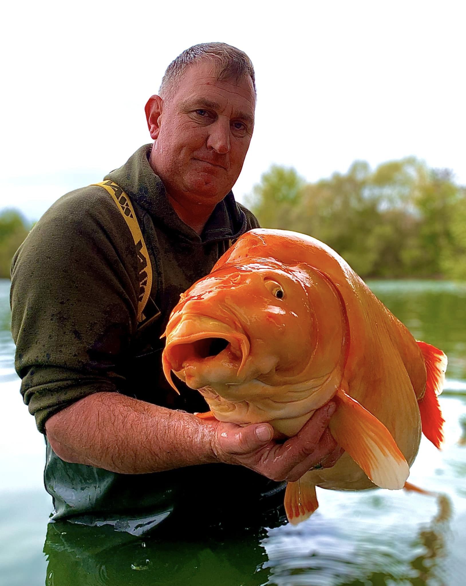 鯉魚王現身！他釣到30公斤似「巨型金魚」　品種曝光綽號「紅蘿蔔」