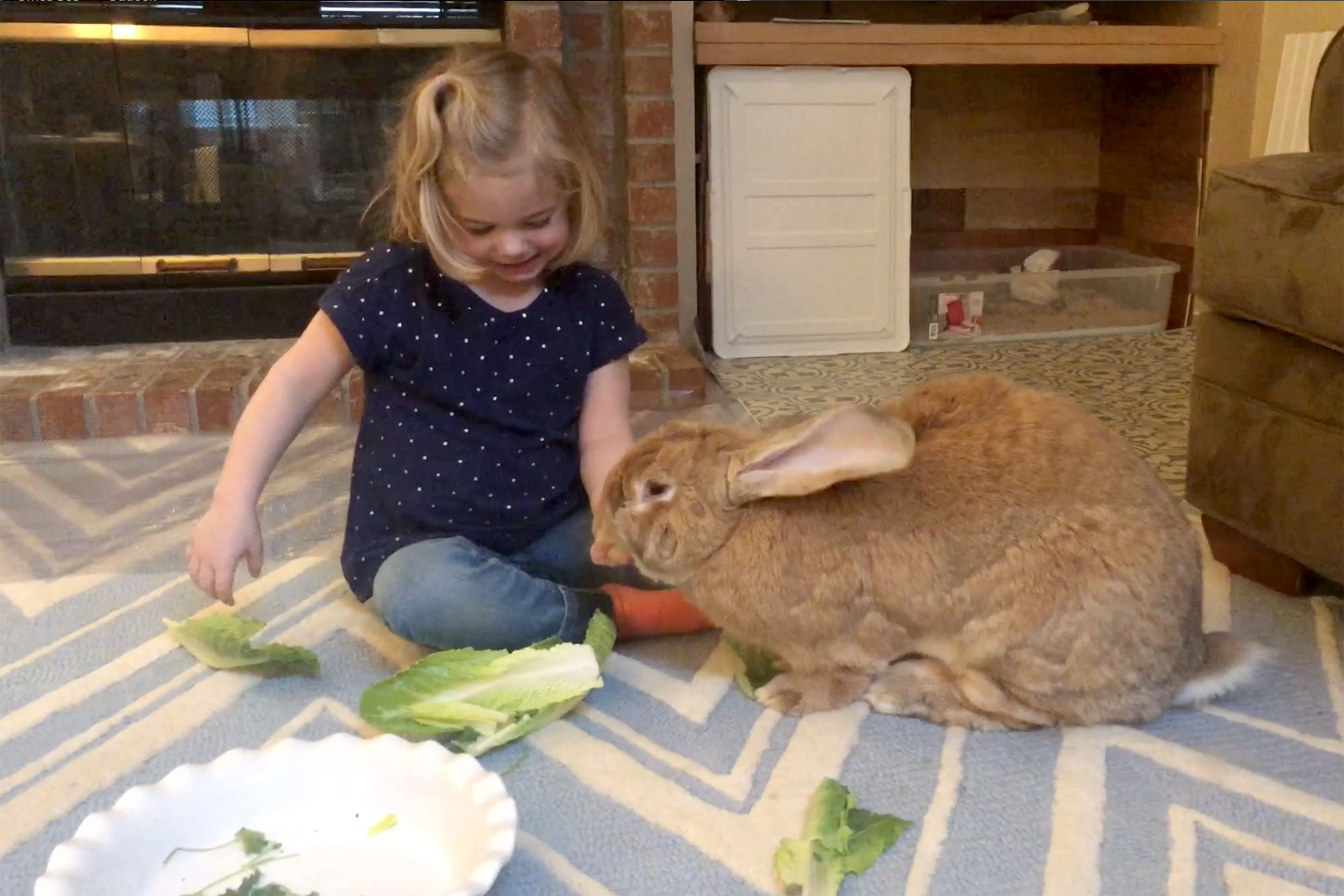 帶回巴掌小兔…養了卻跟女兒一樣大！　「超級巨兔」小姊姊直接當枕頭躺❤️