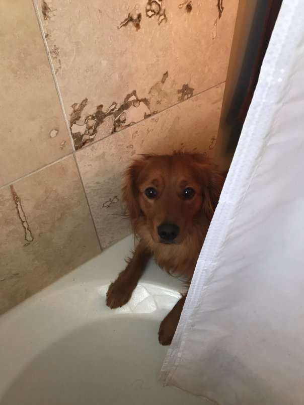 「洗澡澡辛苦了！」　狗狗以為主人洗澡「超痛苦」　特別叼來最愛玩具給他安慰