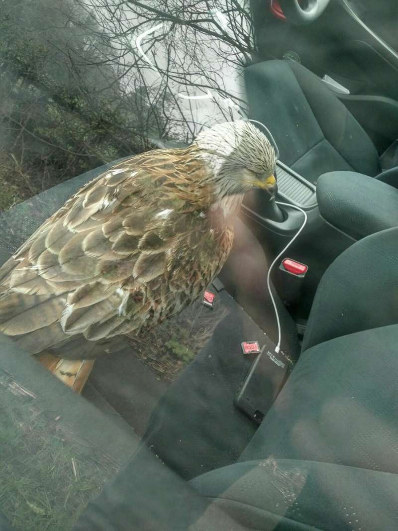 開車路上撿到一隻受傷小鳥…　當牠「一醒來」帥哥卻棄車逃了