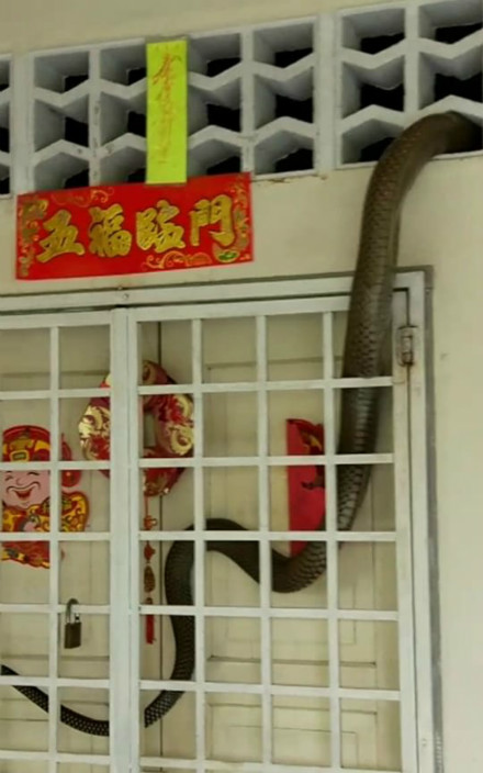 超巨大眼鏡王蛇闖進藝人房子「共度三天」，網友看完都有陰影不敢待在家了！（內有捕蛇影片）