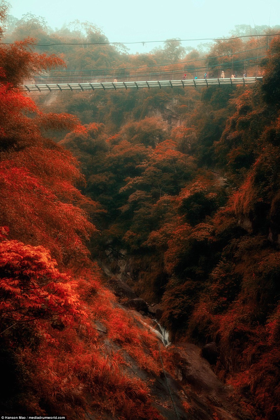 英國媒體都在報！　台灣南投新景點「美到像是在仙境」　往下看就可以透視橋下的溪谷