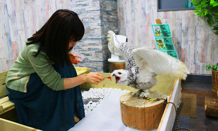 員工爆料！日本超人氣的「貓頭鷹咖啡廳」你不知道的殘酷現實，一年內死7隻沒人懂！