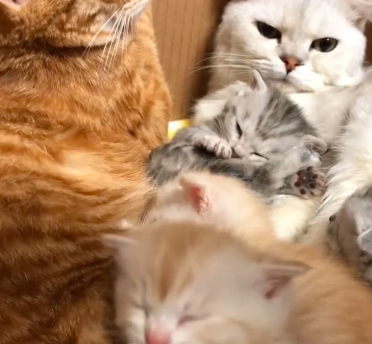 金金把拔愛上「單親貓媽媽」　把5隻奶喵「當自己孩子養」：最幸福大家庭！