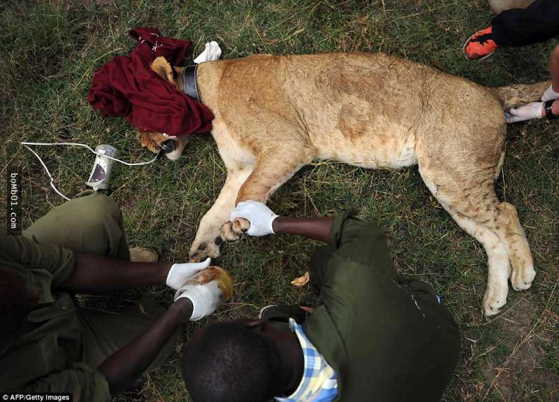 他們為了幫母獅治療而發射了鎮靜劑飛鏢，沒想到射中後一隻小獅子馬上飛奔過來做了這個舉動…