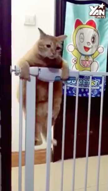 胖橘貓努力越獄「肥肚卻卡住」　下一秒「自動滑落」罐罐吃不到了