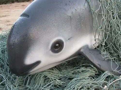 今年絕種？！　「小頭鼠海豚」只剩下12隻　罪人就是非法捕魚的漁民