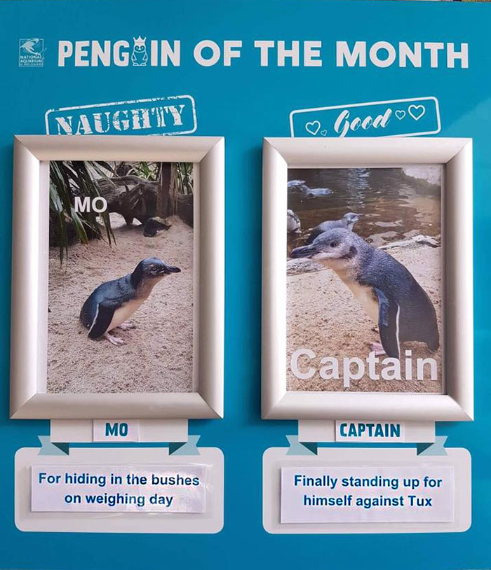 水族館幫企鵝做「月度評鑑」　最糟糕企鵝罪行網笑出聲：企鵝界八點檔～