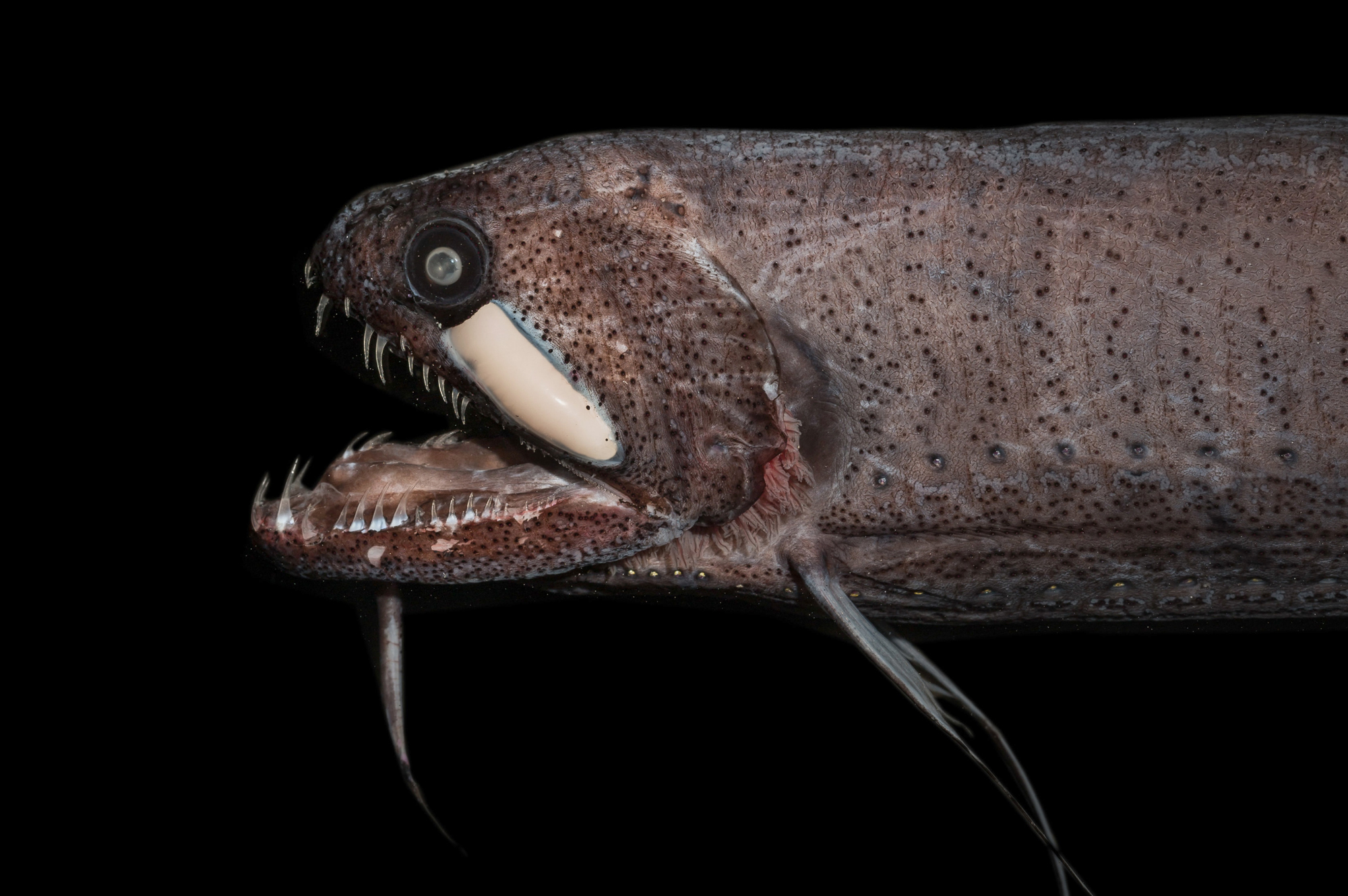 穿隱形斗篷？科學家新發現16種「極黑深海魚」　拍照看不見：能吸收99.9%光線