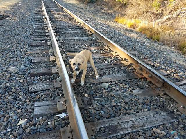 狗狗被前主人故意綁在鐵軌上　他趕在火車來之前展開緊急救援