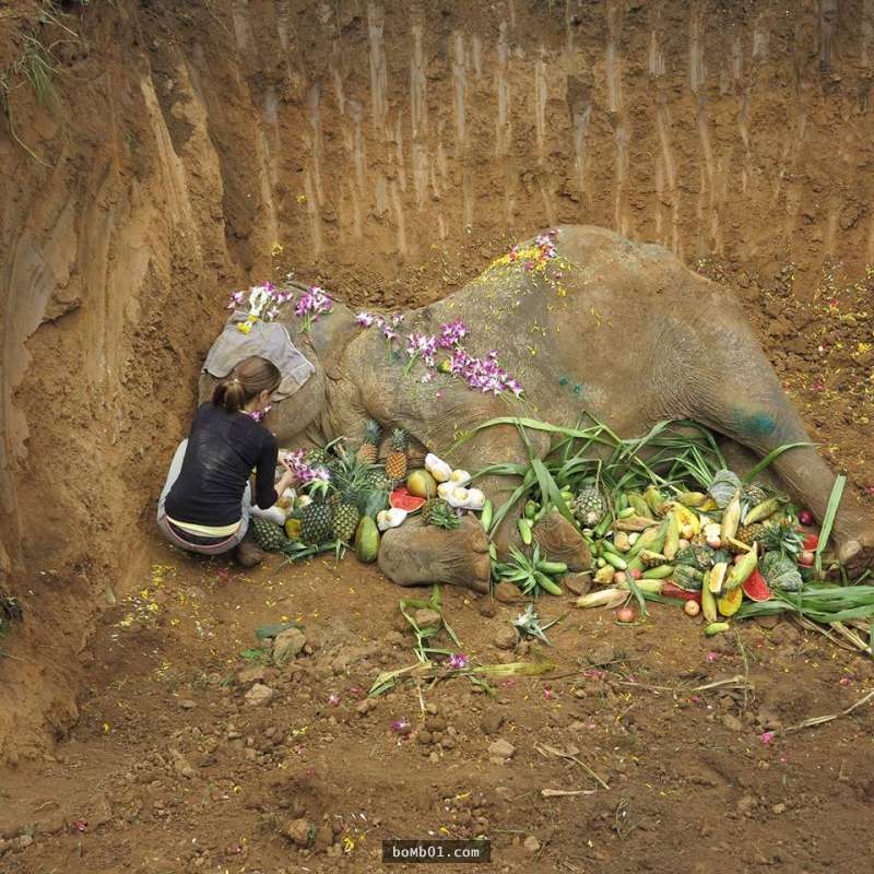 一生被迫載客的6大象獲救後「撐不久就死去」，但牠最後的模樣卻讓大家都相信牠死而無憾了…