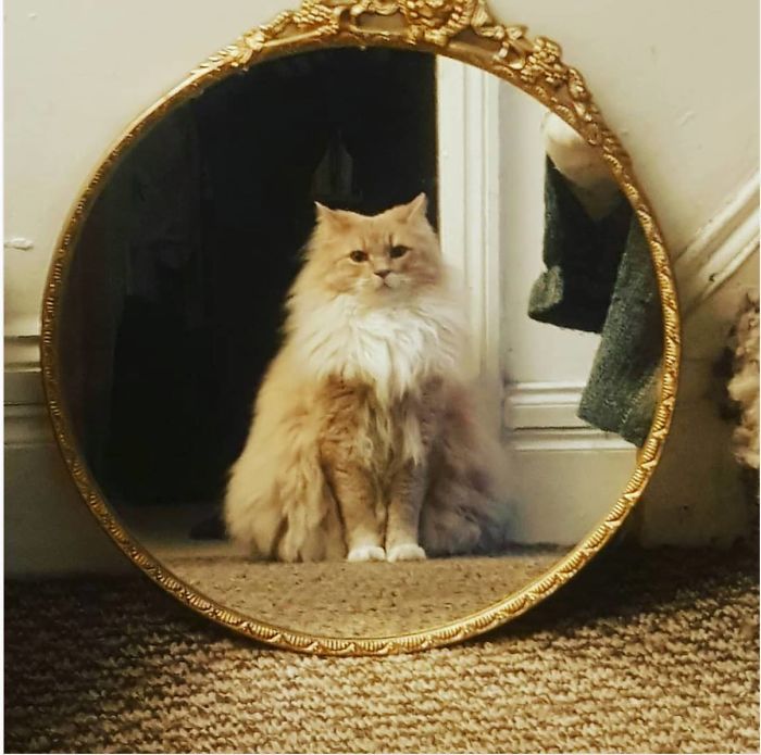 貓生第一次照鏡子！　喵皇「才認識自己」一臉震驚：我居然不是人類？