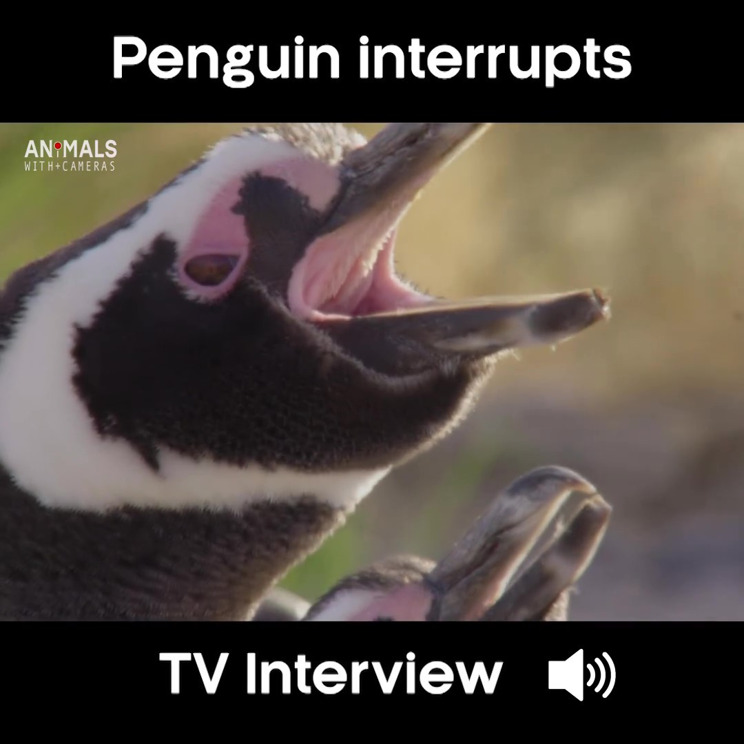 專家受訪「旁邊頻傳喇叭聲」　原來是「8+9企鵝」開鬧：問我們才對啦！
