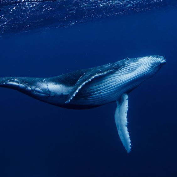 「25米深海巨獸」罕見現身水面！　攝影師驚拍美麗身影：100年來才出現3次
