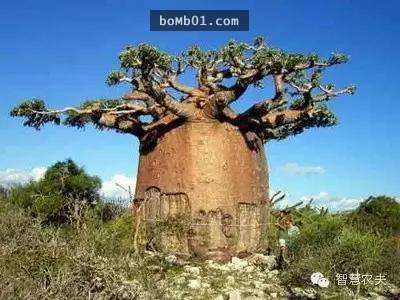 你有看過在《獅子王》裡出現過的猴麵包樹嗎？它的「超粗樹幹」其實就是非洲的救星！